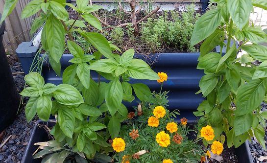 Kitchen Gardens